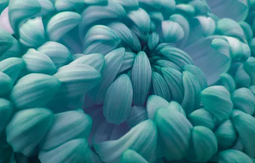 Blue flower