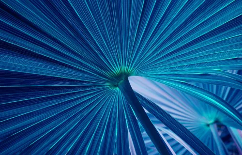 Blue palm fronds