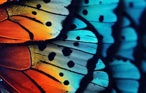 ose up of a section of a butterfly wing showing lots of colours and patterns