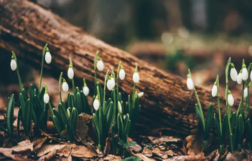 fleurs dans la forêt