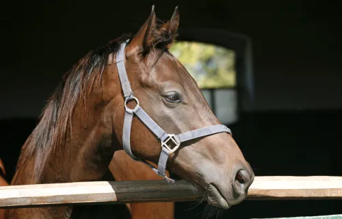 Horse standing inside barn