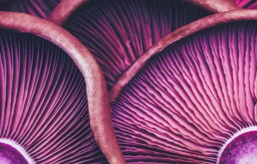 purple abstract telcom
