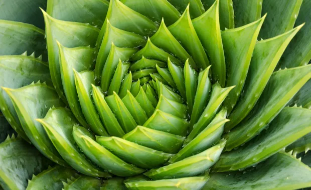 Une plante aloe vera