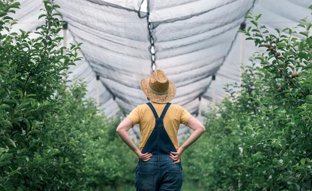 Person standing between rows of plants